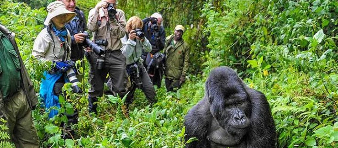gorilla